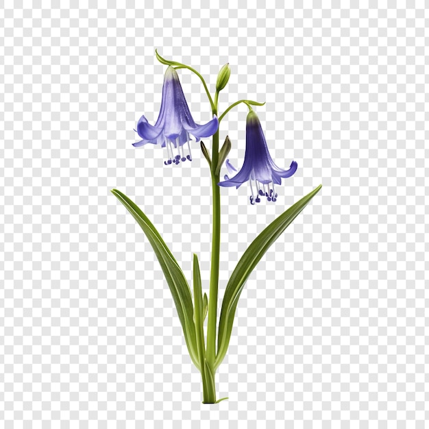 Campanilla png aislado sobre fondo transparente