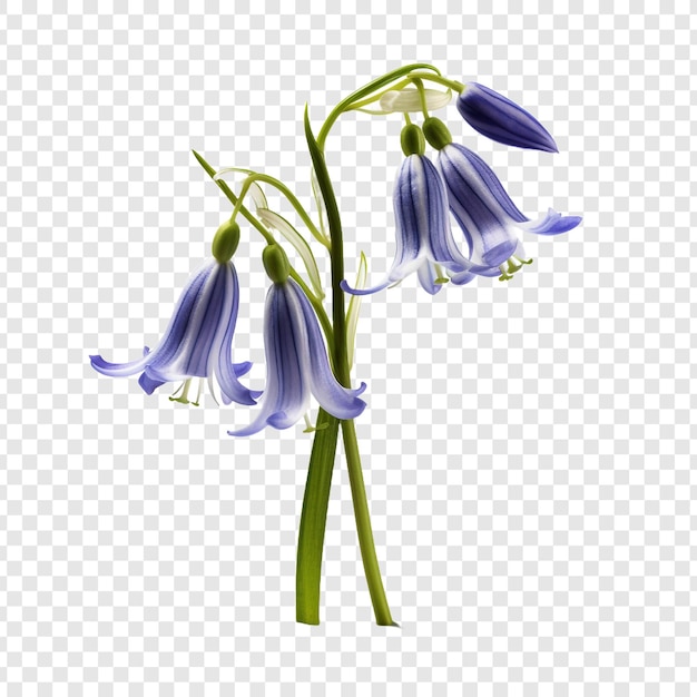 Campanilla png aislado sobre fondo transparente