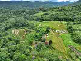 PSD campo de bosque y granja