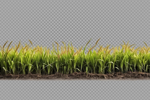 PSD campo de arroz isolado em fundo transparente visão de paisagem de campo de arroz cortada generativa ai