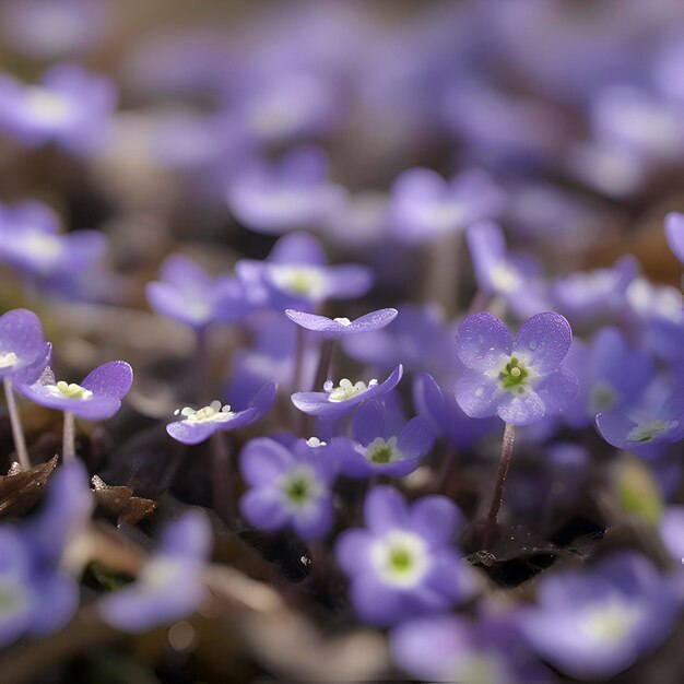 PSD campo de flores de hepatica americana ilustração de flores silvestres