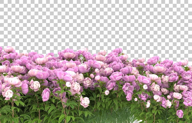 Campo de flores em fundo transparente. renderização em 3d - ilustração