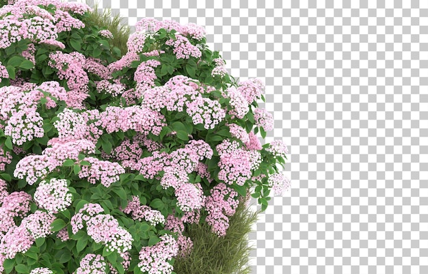 PSD campo de grama com flores em fundo transparente. renderização em 3d - ilustração