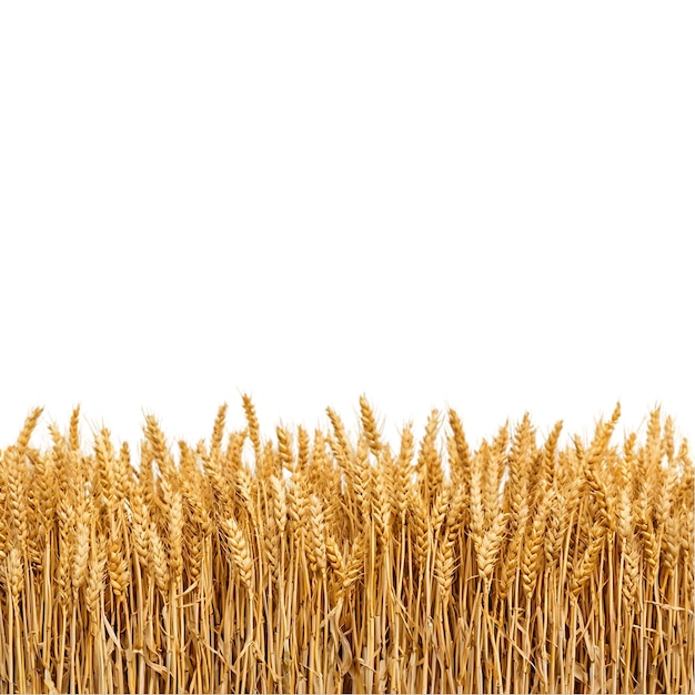 Campo di grano Coltura agricola di gambi di grano dorato