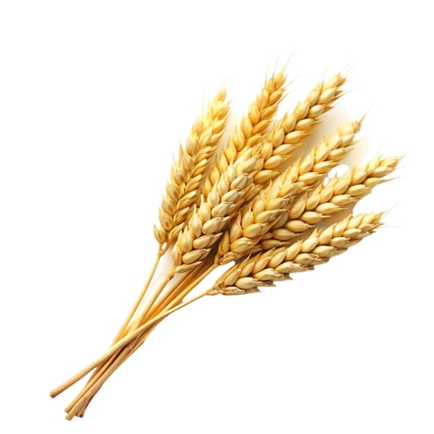 Campo di grano dorato contro il cielo