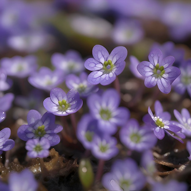 PSD el campo de las flores de hepatica americana ilustración de flores silvestres