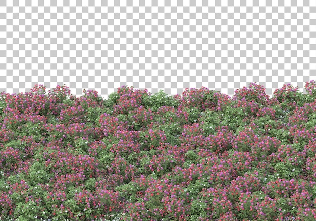 Campo de flores en la ilustración de representación 3d de fondo transparente