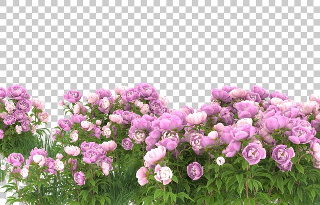 PSD campo de flores sobre fondo transparente. representación 3d - ilustración