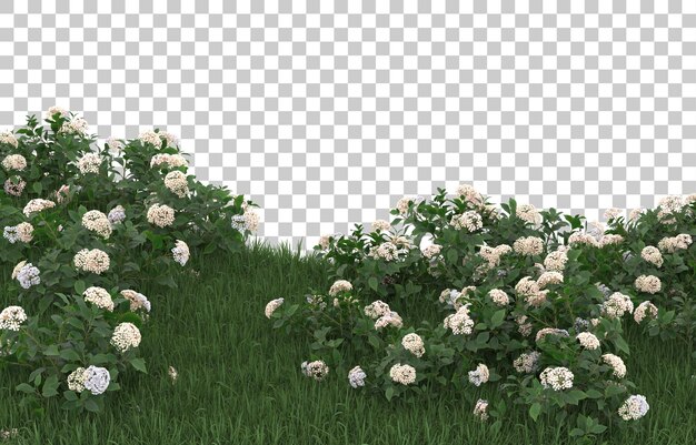 Campo de flores sobre fondo transparente. Representación 3d - ilustración