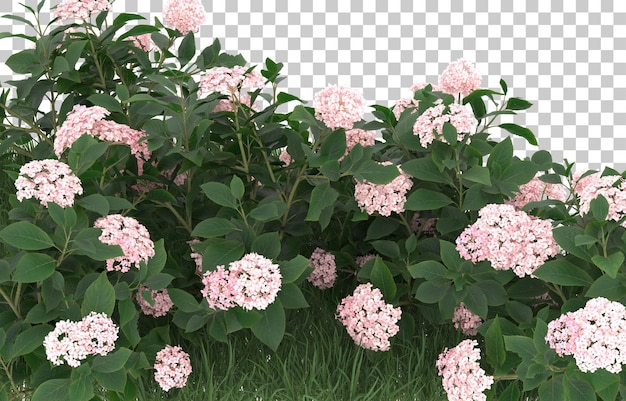 Campo de flores sobre fondo transparente. Representación 3d - ilustración