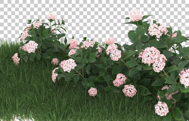 Campo de flores sobre fondo transparente. representación 3d - ilustración