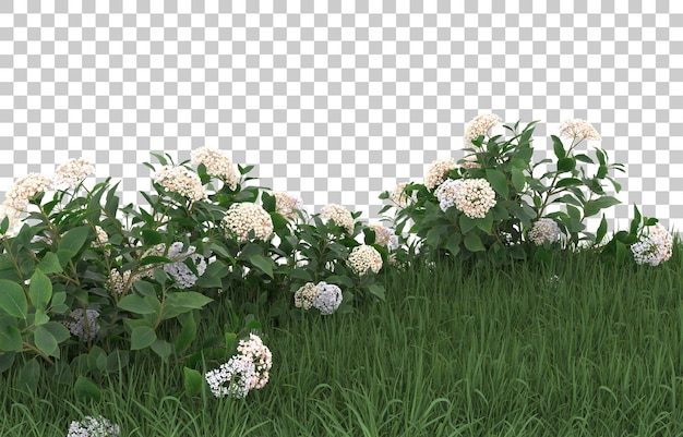 Campo de flores sobre fondo transparente. Representación 3d - ilustración