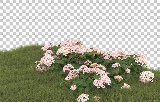 Campo de hierba con flores sobre fondo transparente. Representación 3d - ilustración