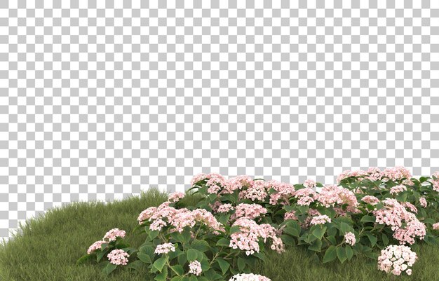 Campo de hierba con flores sobre fondo transparente. Representación 3d - ilustración
