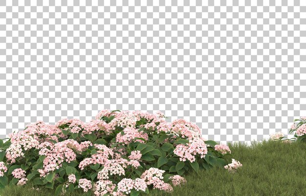 Campo de hierba con flores sobre fondo transparente. Representación 3d - ilustración