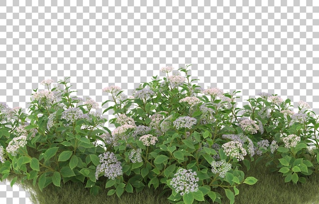Campo de hierba con flores sobre fondo transparente. Representación 3d - ilustración