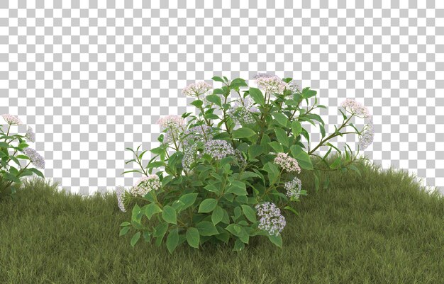 Campo de hierba con flores sobre fondo transparente. Representación 3d - ilustración