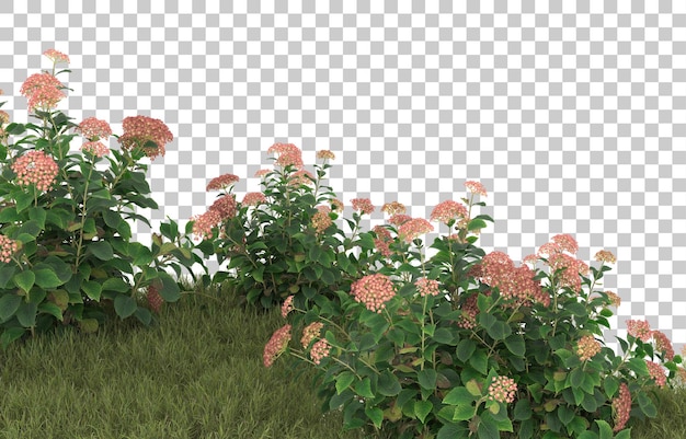 Campo de hierba con flores sobre fondo transparente. Representación 3d - ilustración