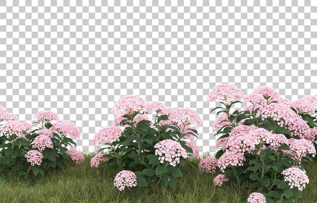 Campo de hierba con flores sobre fondo transparente. Representación 3d - ilustración