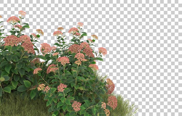 Campo de hierba con flores sobre fondo transparente. Representación 3d - ilustración