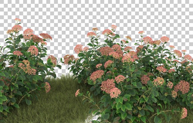 Campo de hierba con flores sobre fondo transparente. Representación 3d - ilustración