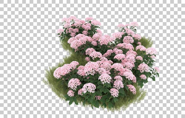 Campo de hierba con flores sobre fondo transparente. Representación 3d - ilustración