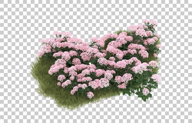 Campo de hierba con flores sobre fondo transparente. representación 3d - ilustración