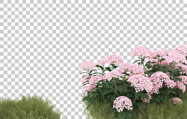 Campo de hierba con flores sobre fondo transparente. Representación 3d - ilustración