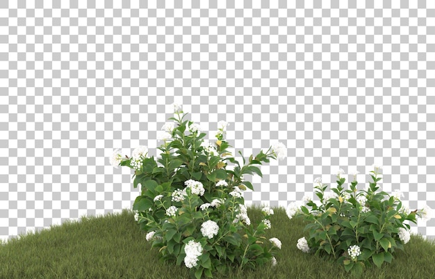 Campo de hierba con flores sobre fondo transparente. Representación 3d - ilustración