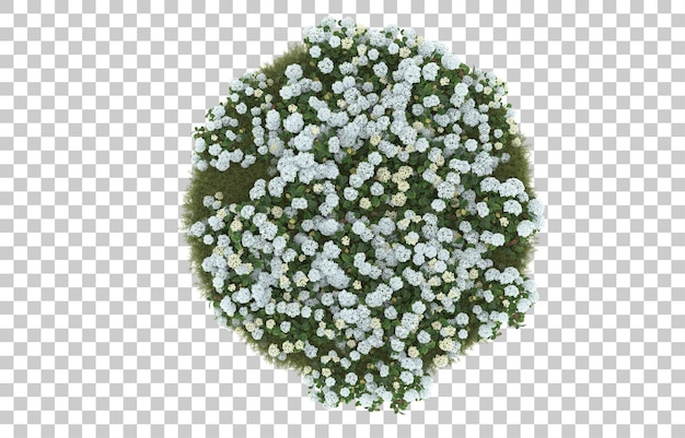 Campo de hierba con flores sobre fondo transparente. Representación 3d - ilustración
