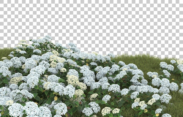 Campo de hierba con flores sobre fondo transparente. representación 3d - ilustración