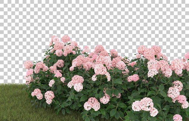 Campo de hierba con flores sobre fondo transparente. Representación 3d - ilustración