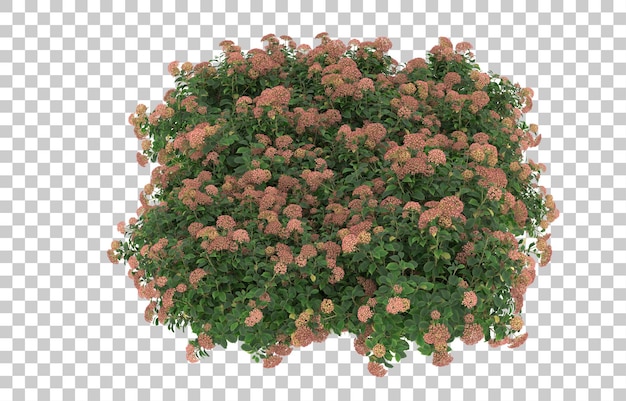 Campo de hierba con flores sobre fondo transparente. Representación 3d - ilustración