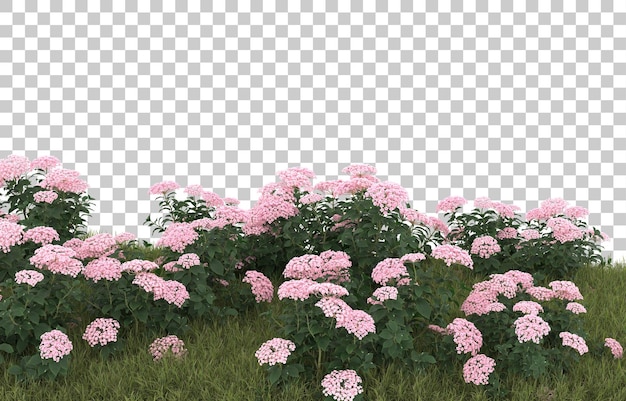 Campo de hierba con flores sobre fondo transparente. Representación 3d - ilustración