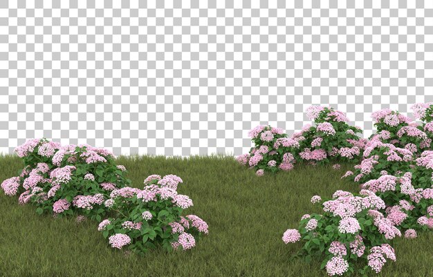 Campo de hierba con flores sobre fondo transparente. Representación 3d - ilustración