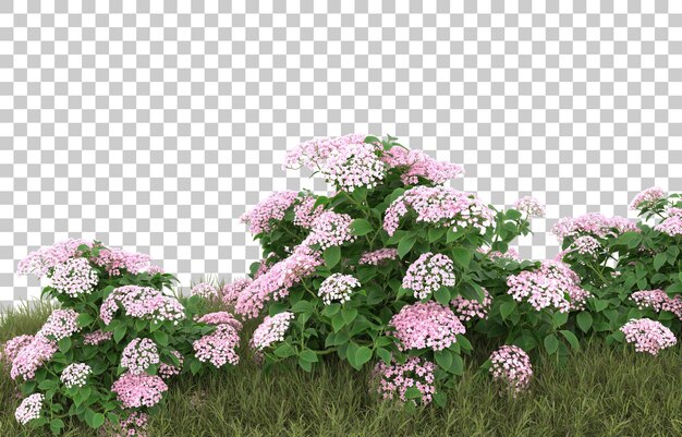 Campo de hierba con flores sobre fondo transparente. Representación 3d - ilustración