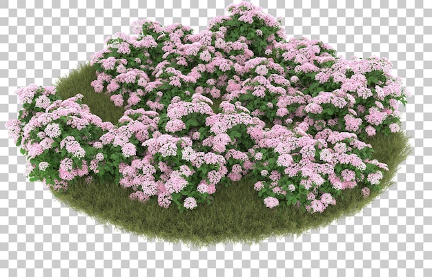 Campo de hierba con flores sobre fondo transparente. Representación 3d - ilustración