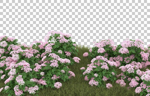 Campo de hierba con flores sobre fondo transparente. Representación 3d - ilustración