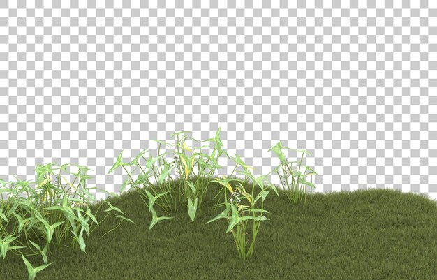 Campo de hierba sobre fondo transparente. Representación 3d - ilustración