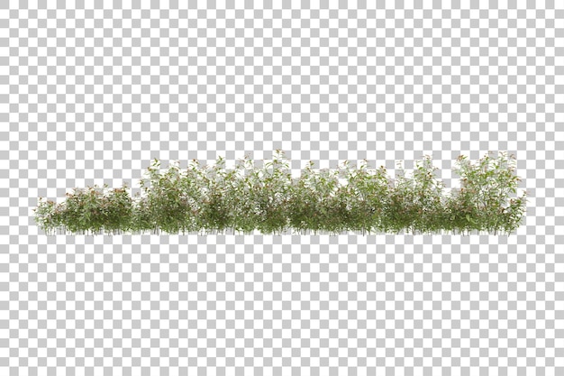 Campo in erba con sfondo trasparente 3d rendering illustrazione