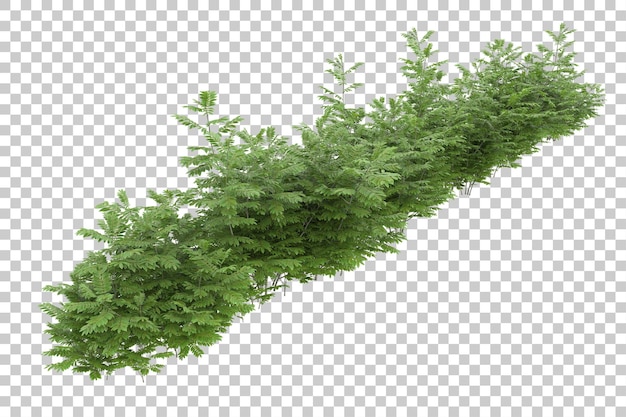 Campo in erba con sfondo trasparente 3d rendering illustrazione