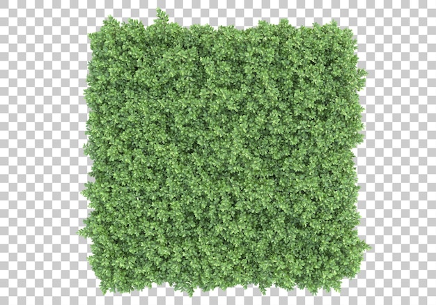 Campo in erba su sfondo trasparente 3d rendering illustrazione
