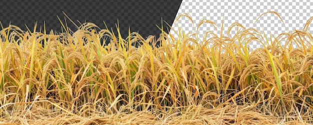 PSD un campo de plantas de arroz amarillo png