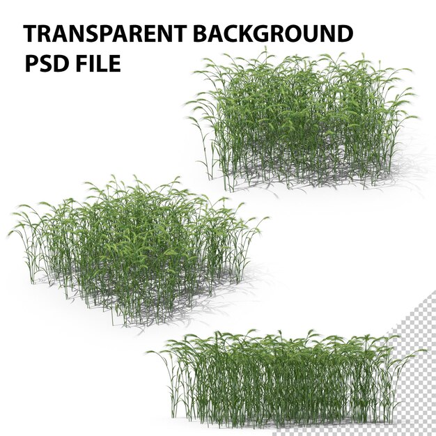 PSD campo de trigo de emmer en papúa nueva guinea