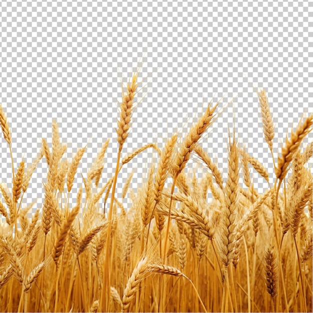PSD campo de trigo con espigas en tonos dorados