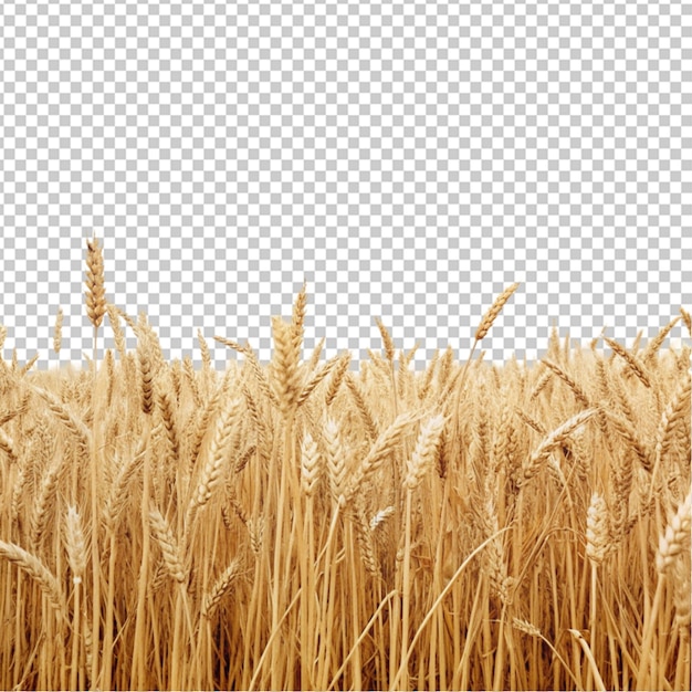 PSD campo de trigo con espigas en tonos dorados