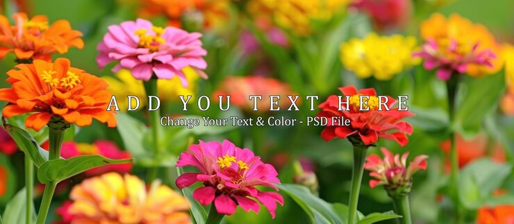 PSD un campo vibrante de coloridas flores de zinnia