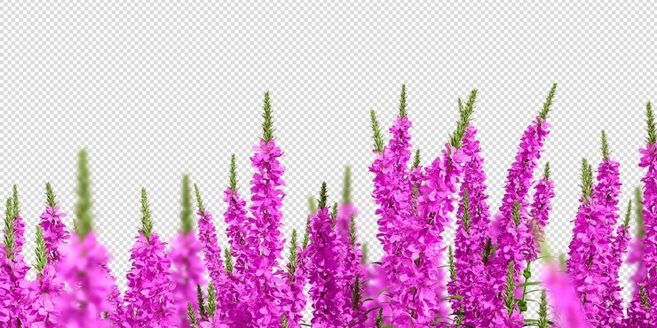 Un campo vibrante de flores de Verónica
