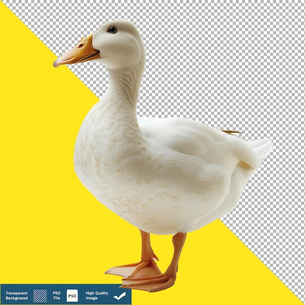 PSD un canard blanc regardez vers l'avant montrez le corps entier encore un fond transparent png psd