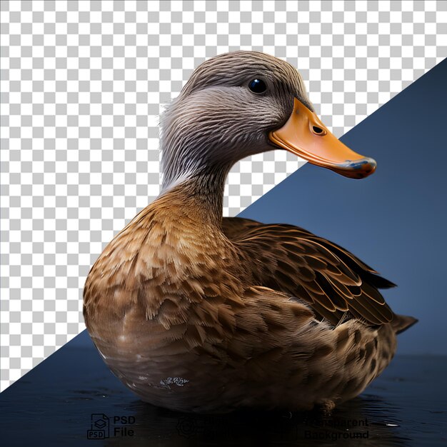 PSD canard mâle isolé sur fond transparent fichier png